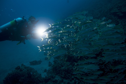 Dive Into the Abyss